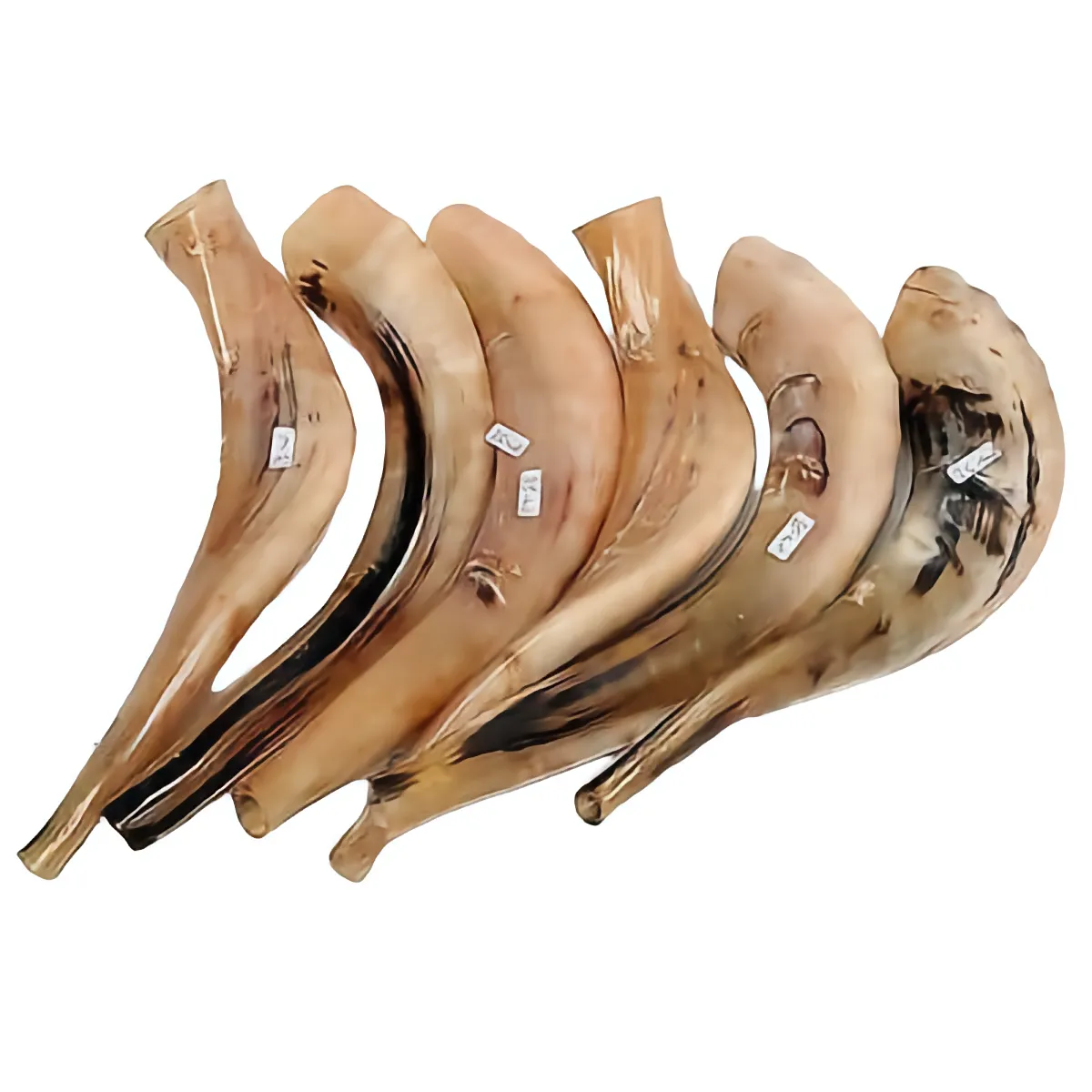 Authentic Kosher Polished Shofar 14″-16″ / 35 - 40 cm