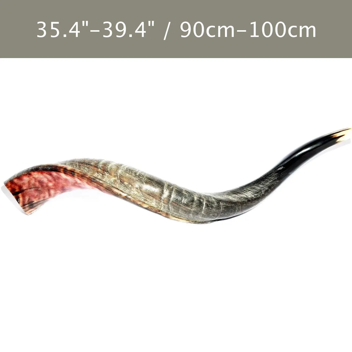 Authentic Yemenite Shofar 35.4-39.4 / 90 cm -100 cm