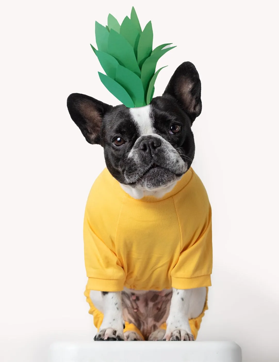 Dogs Solid Color Yellow Pajamas